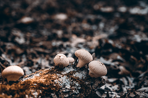 Mystical Fungi: Outer in the Tranquil Wilderness
