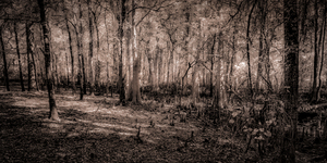 Cypress Shadows at Dawn