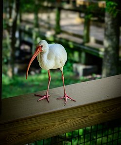 Symphony of Wings: A Birdwatchers Tale