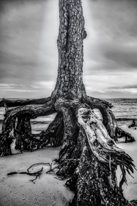 Rooted in Sand