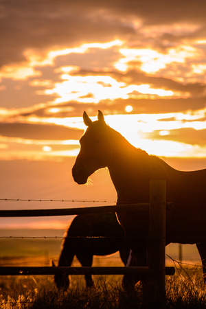 Sunset Silhouette: Portrait of Ernie