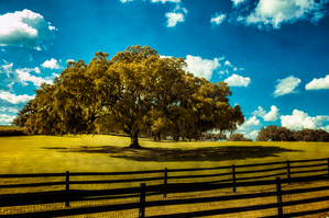Majestic Oak: Exploring Ocalas Enchanting Back Roads