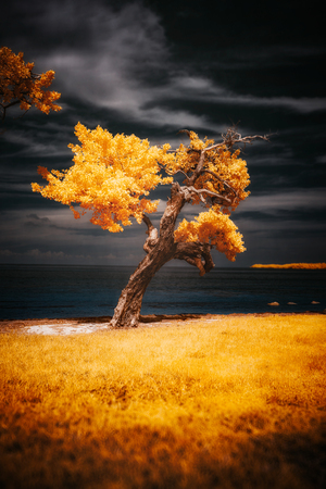 Golden Guardian: A Mystical Tree on Sunshine Key