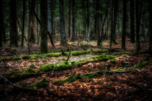 Forest Floor Secrets