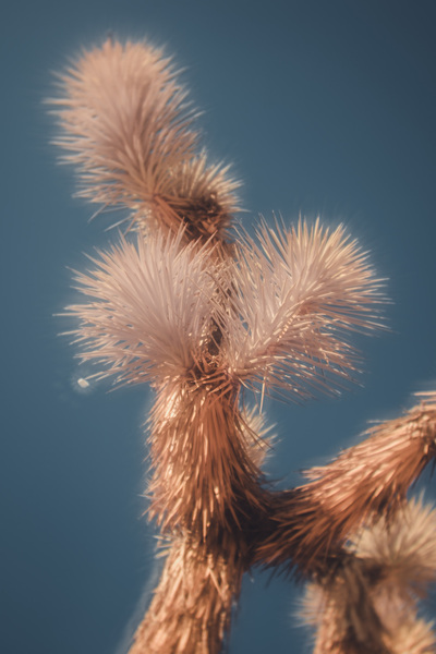 Textured Dance Beneath the Blue Print