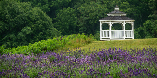 Lavender Gazebo Print