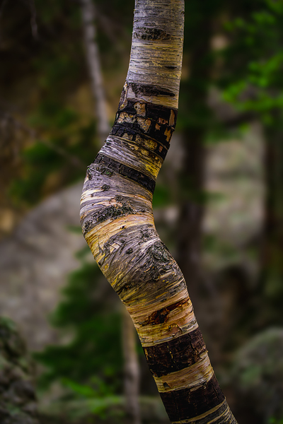 Exploring Sylvan Lake: Capturing the A Bent Aspen Print