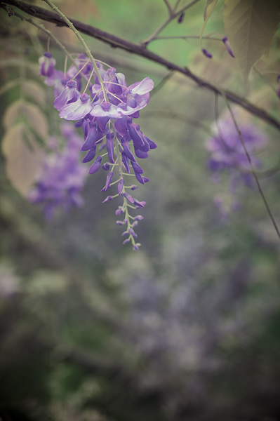 Wisterias Whisper Print