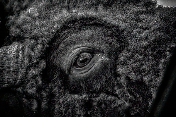 Soulful Gaze of the Bison Print