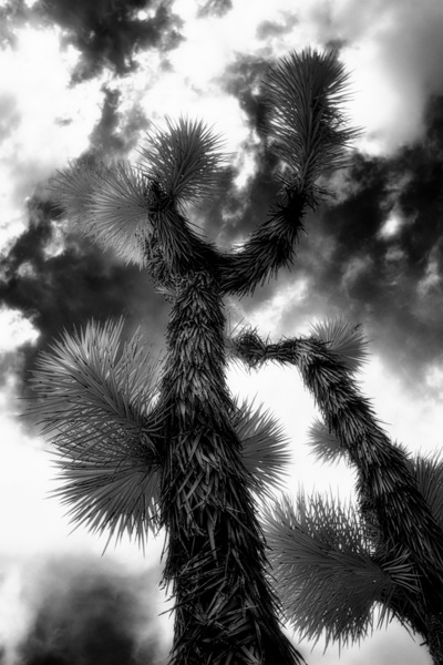Reaching for the Storms Canopy Print