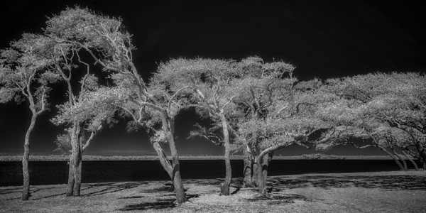 Enchanted Canopy: Exploring Gulf Shores Mystical Oaks Print