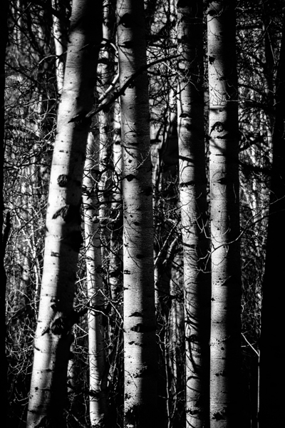 Aspens Sacred Lines Print