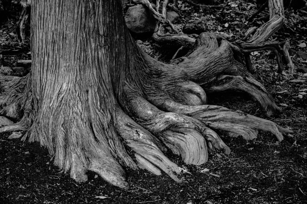 Roots of the Ancient Shore Print