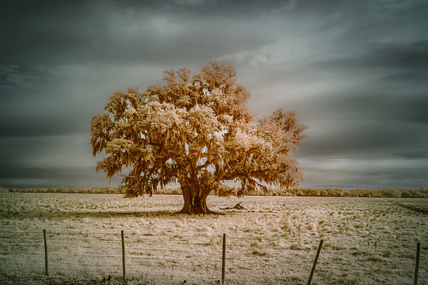 Southern Sentinel: Live Oaks Dream Print