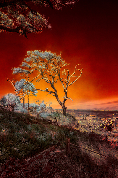 Ruby Bonsai: A Botanical Marvel Unveiled on Driftwood Beach Print