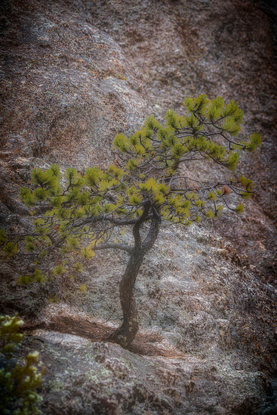 Solitary Pine on Granite: A Snapshot of Sylvan Lakes Tranquilit Print