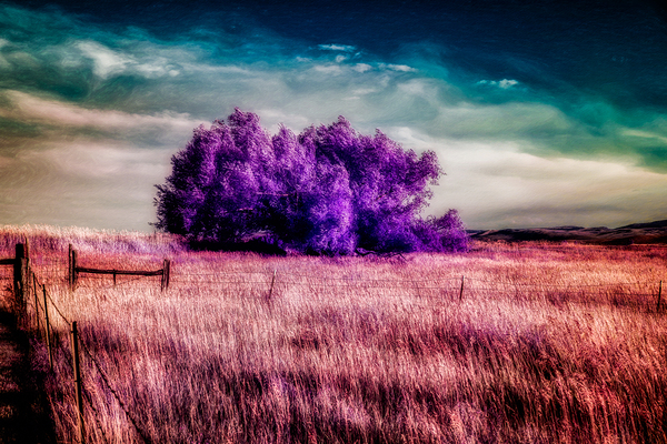 Amethyst Sanctuary Print