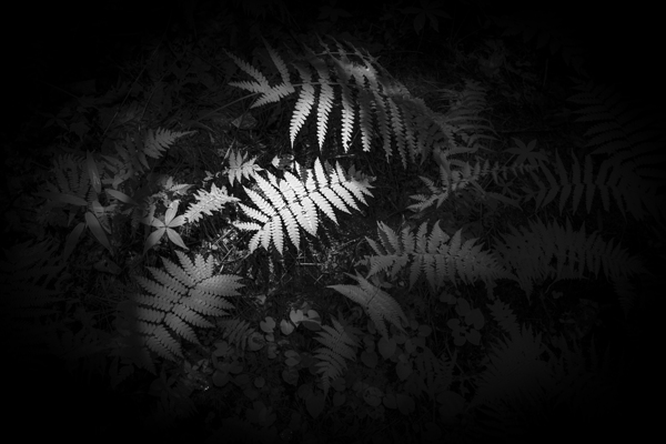 Ferns Whisper Print