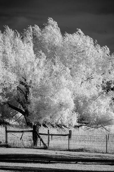 Luminous Guardians   Infrared Sentinels Print