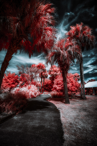 Where the Palms Turn to Ember Print