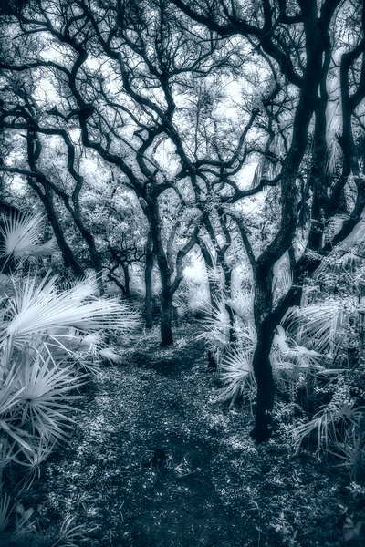 Enchanted Passage: Blue Dawn in the Oaks Print