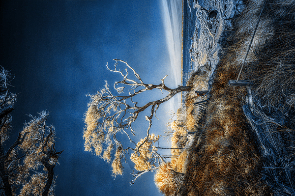 Blue Bonsai: A Botanical Marvel Unveiled on Driftwood Beach Print