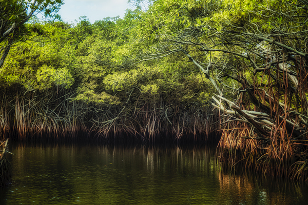 Where the Mangroves Whisper Print