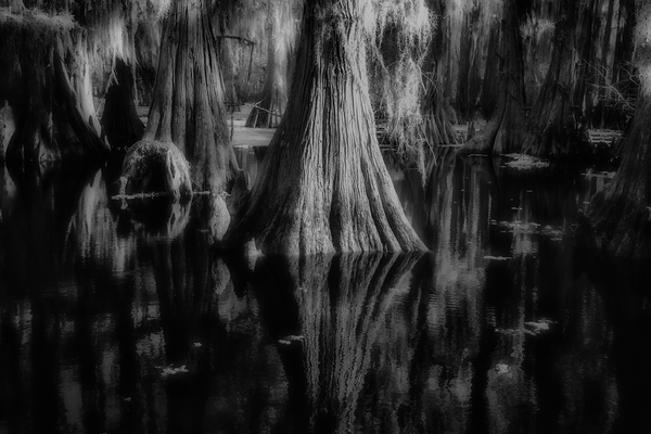 Rooted in Stillness Print