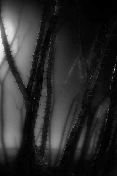 Shadows Weave Through Thorned Spire Print