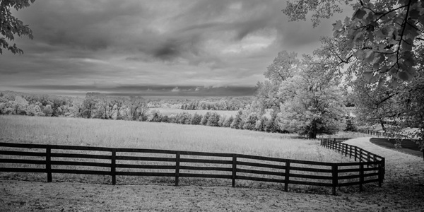 Lines of Legacy Print