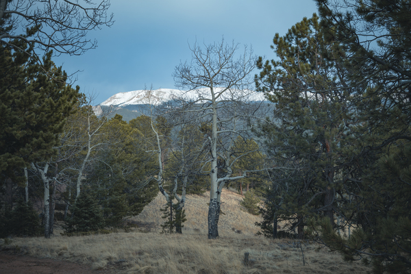 Mountain Meadow Serenity Print