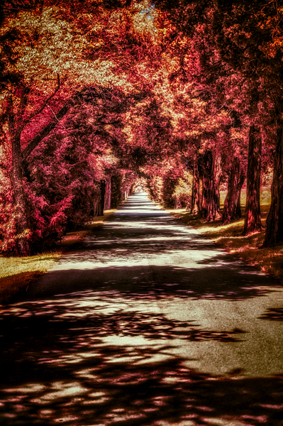 Autumn Roadway Print