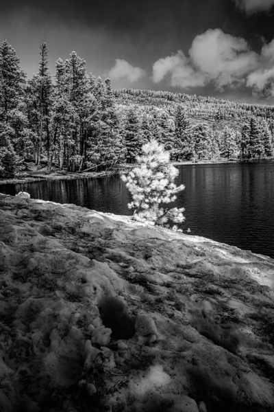 Small Spring Snowy Pine Print