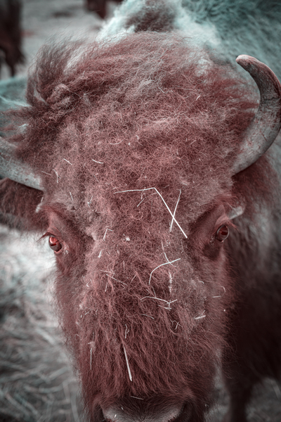 Unkempt Elegance Print