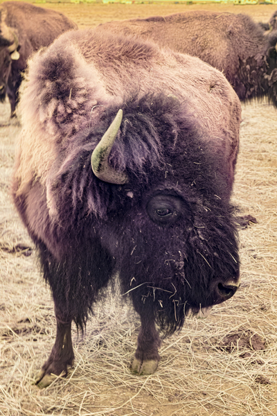 Mane of the Plains Print