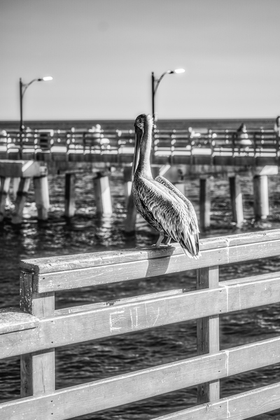 Oceans Guardian: Black and White Infrared Capture of Pelican on Saint Simons Island Pier Print