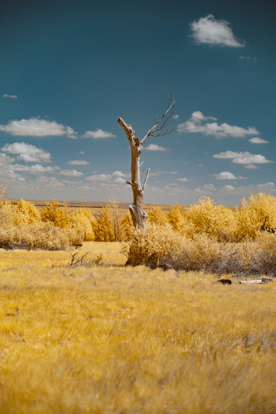 Nebraska Lone Tree - 1 Print