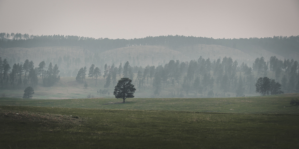 Solitudes Symphony: A Journey Through Custers Wildlife Loop Print