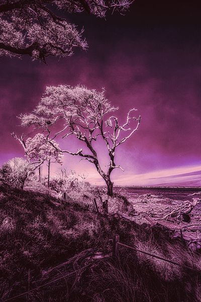 Purple Bonsai:A Botanical Marvel Unveiled on Driftwood Beach Print
