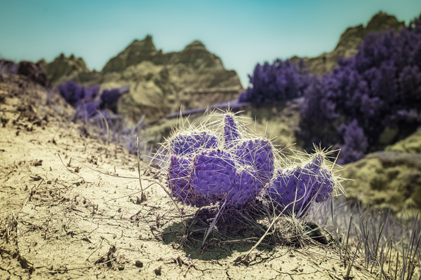 SD Purple Cactus Print