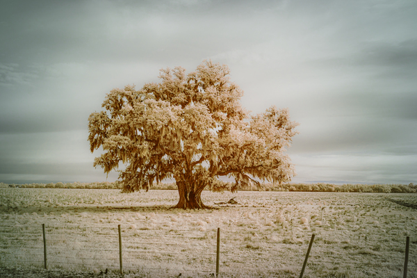 St Bernards Oak Print