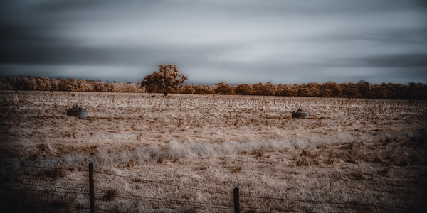 Lone Tree in Saint Bernards-3 Print