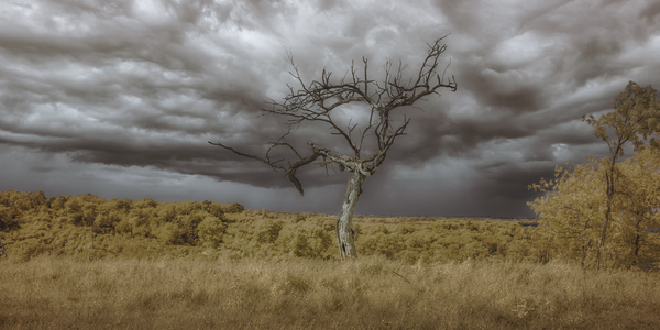 Barren Sentinel Amidst Storms Embrace Print