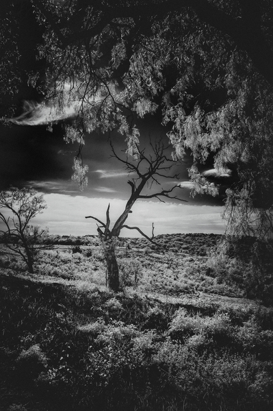 Veiled Guardian of Ancient Hills Print