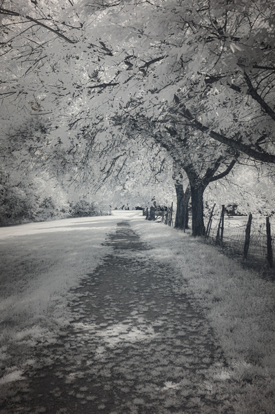 Farm Path - 3 Print