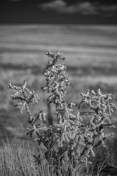 Solitude of Spine Print