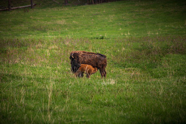 Bison Tales: Herds of the Heartland Print