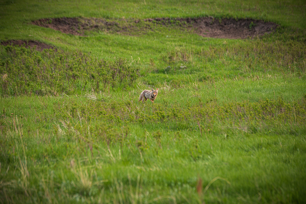 Wild Encounters: A Moment in the Wild Print
