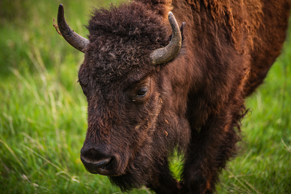 Bison Tales: Wisdom of the Herd Print