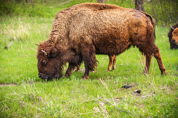 Bison Tales: Prairie Presence Print
